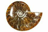 Polished Ammonite (Cleoniceras) Fossil - Madagascar #365060-1
